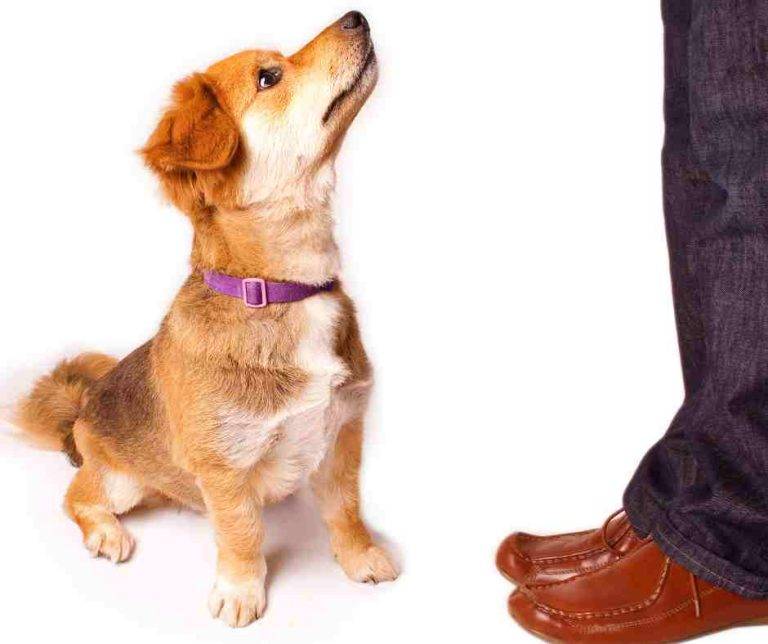 Teaching Your Dog Basic Commands
