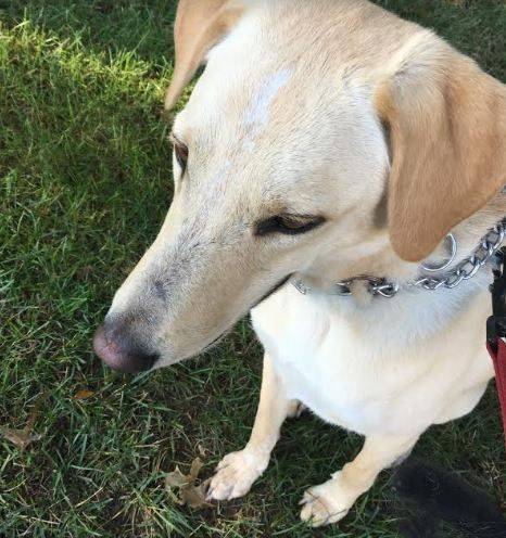 Terrific Ted – Adorable 1.5 YO Male Yellow Lab Mix Dog Seeks Family to Adore Near St. Louis, MO – Supplies Included