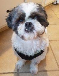 shih tzu teggie apso lhasa middletown