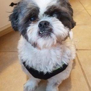 Adopted – teggie – shih tzu lhasa apso mix dog middletown connecticut