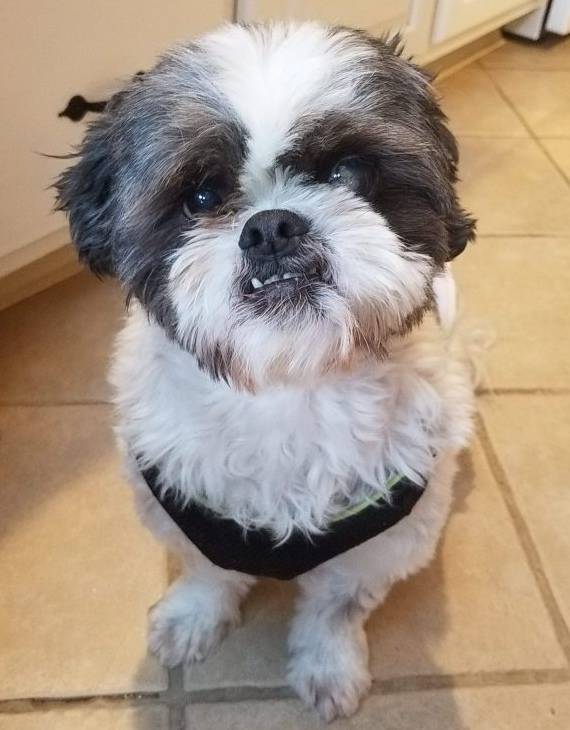 ADOPTED – TEGGIE – Shih Tzu Lhasa Apso Mix Dog Middletown Connecticut