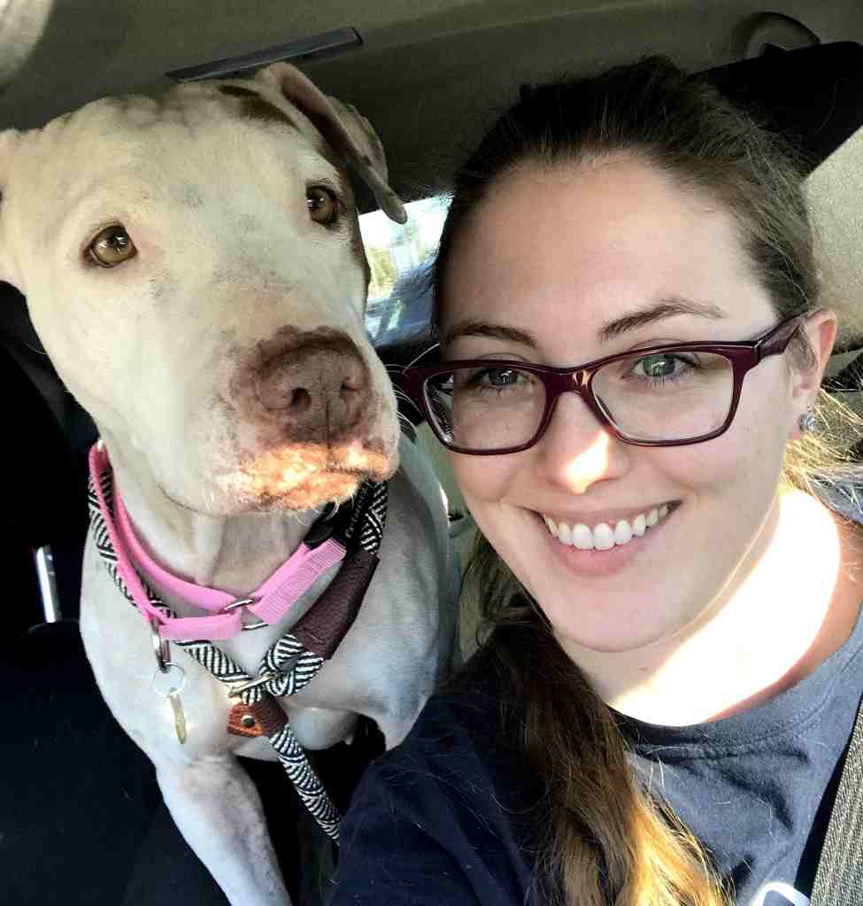 Tessa - bull terrier american bulldog mix for adoption in phoenix az 9