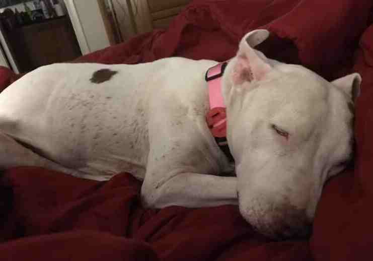 Tessa - Bull Terrier American Bulldog Mix For Adoption in Phoenix AZ 9