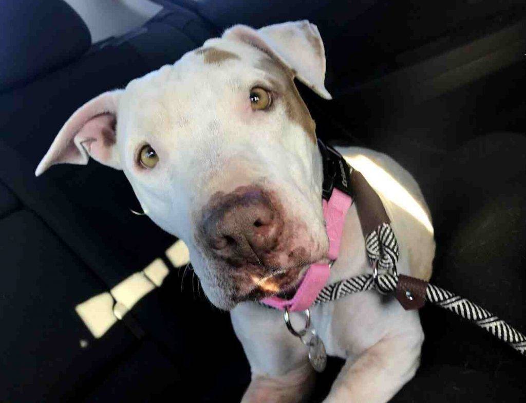 Tessa - Bull Terrier American Bulldog Mix For Adoption in Phoenix AZ 9