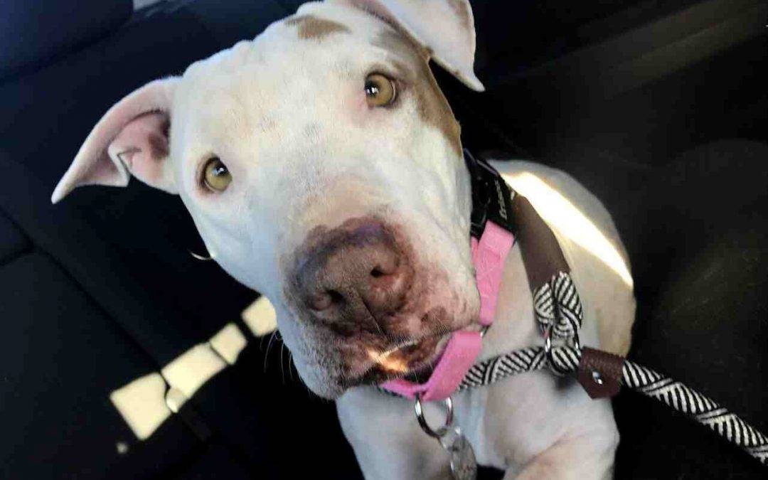 Phoenix AZ – Amazing Bull Terrier American Bulldog Mix For Adoption – Meet Tessa