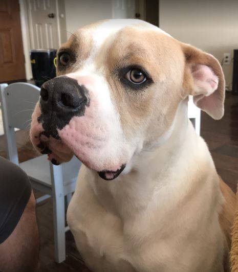 Tex - american bulldog for adoption mckinney tx 3