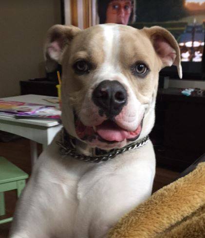 Tex - american bulldog for adoption mckinney tx 3