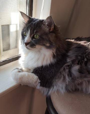 Long Haired Cat Rehoming in San Jose Ca