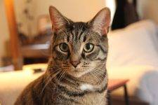 Gorgeous Grey Tabby Cat For Adoption In Denver PA – Supplies Included – Adopt Theo