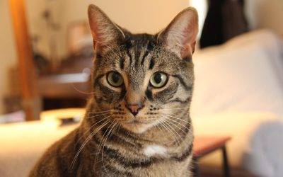 Gorgeous Grey Tabby Cat For Adoption in Denver PA – Supplies Included – Adopt Theo