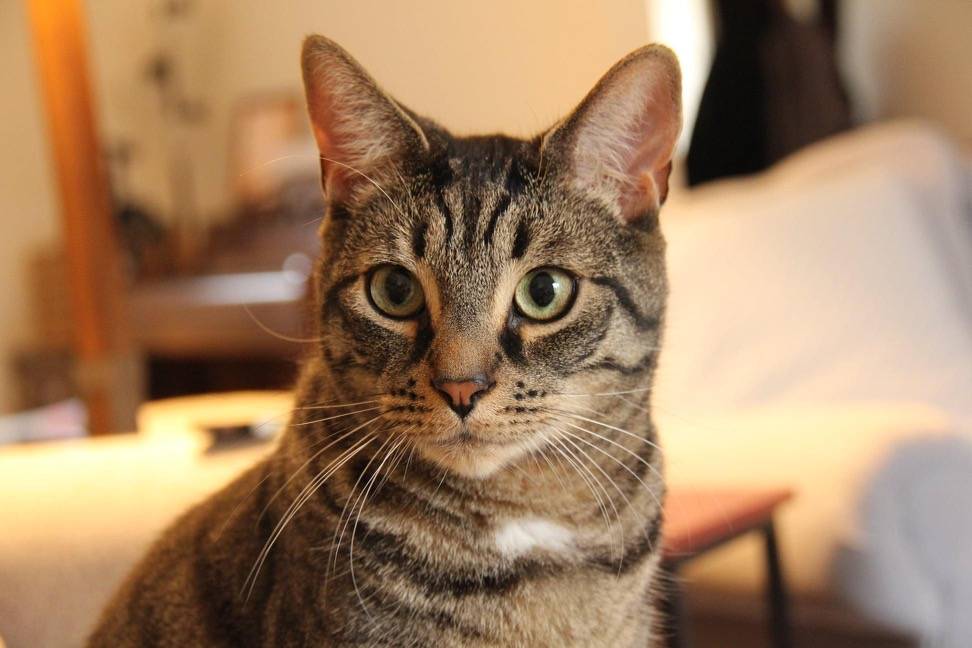 Gorgeous Grey Tabby Cat For Adoption in Denver PA – Supplies Included – Adopt Theo