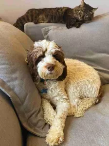 Theo the cockapoo relaxes with his cat at home in edmonton ab