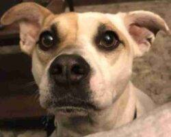 Theodore jack russell terrier american pit bull terrier adoption cary nc