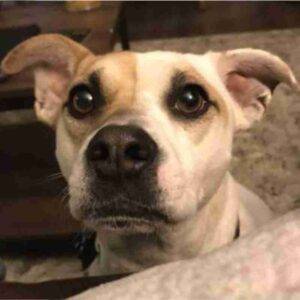 Theodore jack russell terrier american pit bull terrier adoption cary nc