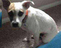 Theodore jack russell terrier american pit bull terrier adoption cary nc