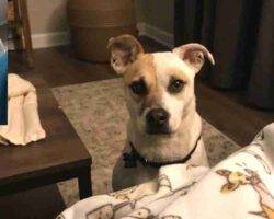 Theodore jack russell terrier american pit bull terrier adoption cary nc
