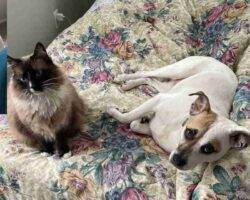 Theodore jack russell terrier american pit bull terrier adoption cary nc