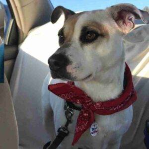 Theodore jack russell terrier american pit bull terrier adoption cary nc