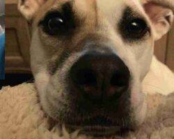 Theodore jack russell terrier american pit bull terrier adoption cary nc
