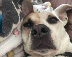 Theodore jack russell terrier american pit bull terrier adoption cary nc