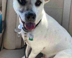 Theodore jack russell terrier american pit bull terrier adoption cary nc
