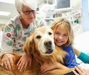 Photo A golden retreiver provides a therapy session to a young girl in hospital.