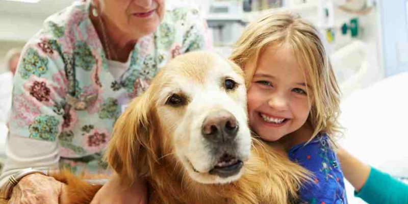 A Golden Retreiver provides a therapy session to a young girl in hospital.