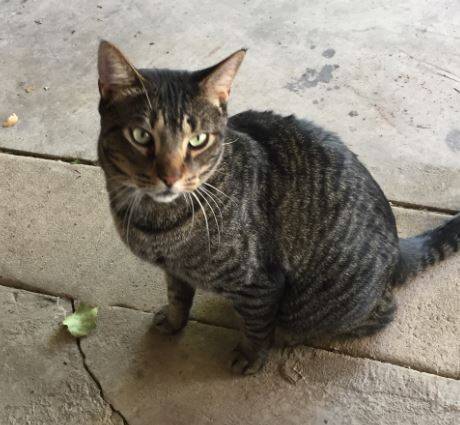 Thomas - grey tabby cat rehomed san antonio tx