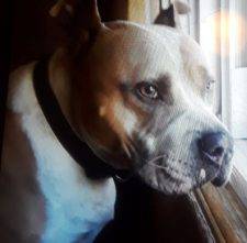 Thor American Pit Bull Terrier Dog (Pitbull) For Adoption Atlanta 1