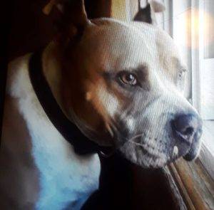 Photo Thor american pit bull terrier dog (pitbull) for adoption atlanta 1