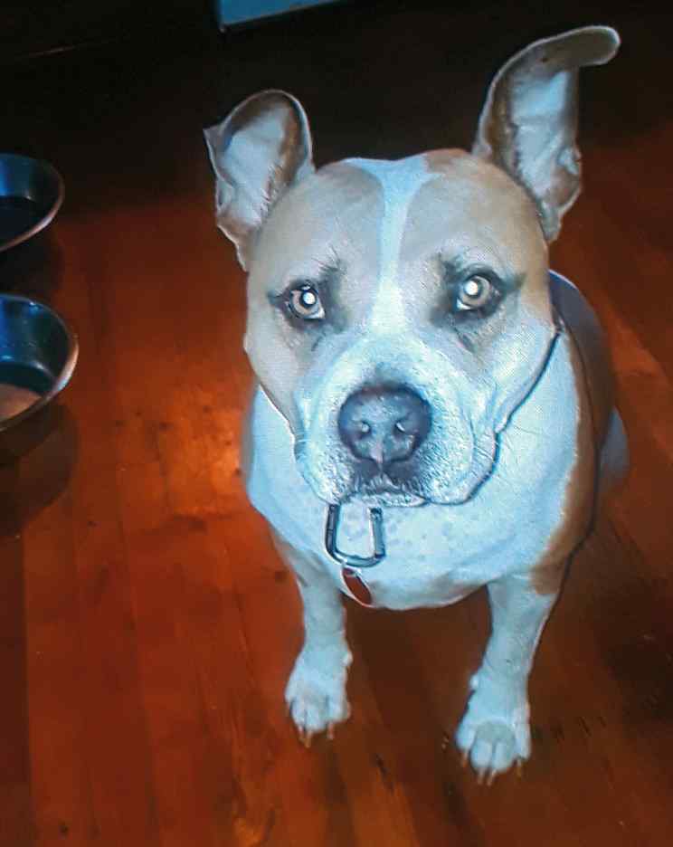 American pit bull terrier to adopt in atlanta georgia, meet thor