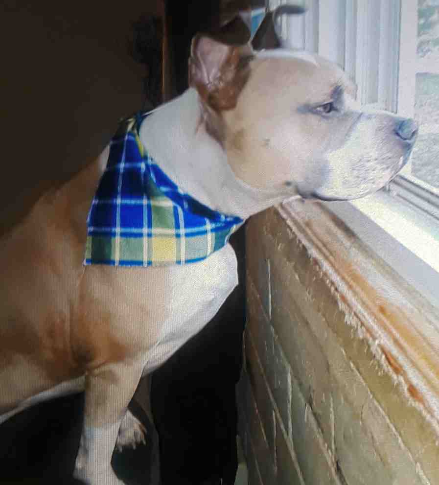 American pit bull terrier to adopt in atlanta ga - meet thor