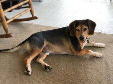 Beagle For Adoption in Philadelphia – Supplies Included – Adopt Thunder