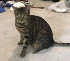 Tiger Grey Tabby Cat Adoption Huntsville TX