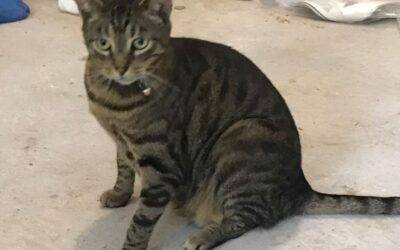 Tabby cat for adoption in huntsville texas – supplies included – adopt tiger