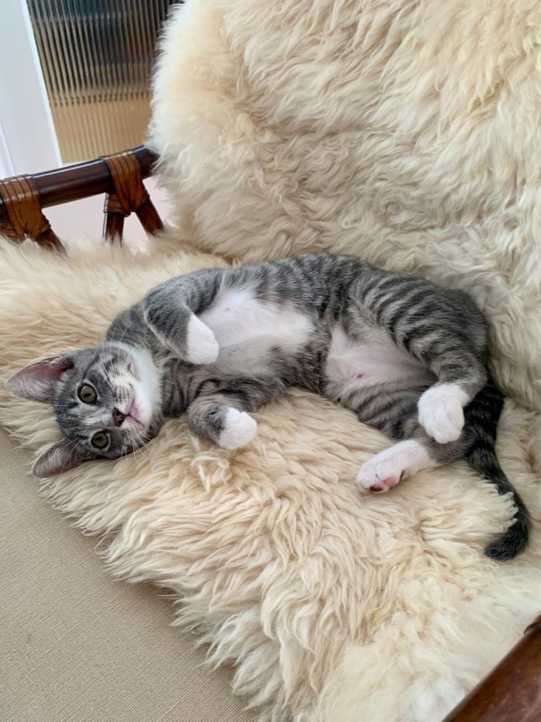 Adorable tuxedo tabby kitten for adoption in costa mesa california.