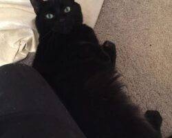 Tigre souris black cats adoption humble tx 6
