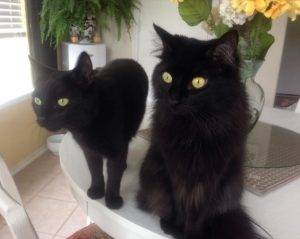Tigre Souris Black Cats Adoption Humble Tx 6