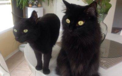 Bonded black cats for adoption in humble tx – all supplies included – adopt tigre and souris