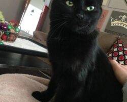 Tigre souris black cats adoption humble tx 8