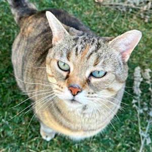 Gorgeous tabby cat for adoption in leduc ab – supplies included – adopt tigress