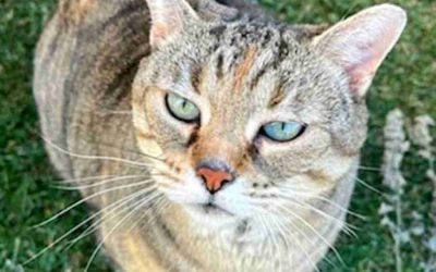 Gorgeous Tabby Cat For Adoption in Leduc AB – Supplies Included – Adopt Tigress