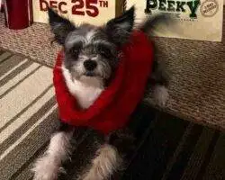 Chihuahuas For Adoption In Edmonton Ab