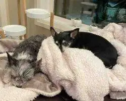 Chihuahuas For Adoption In Edmonton Ab