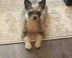 Chihuahuas For Adoption In Edmonton Ab