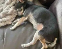 Chihuahuas For Adoption In Edmonton Ab