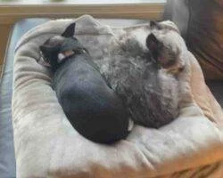 Chihuahuas For Adoption In Edmonton Ab