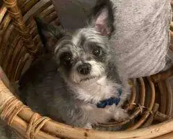 Chihuahuas For Adoption In Edmonton Ab