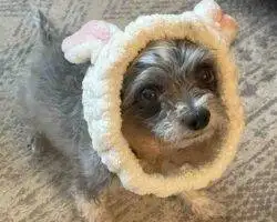 Chihuahuas For Adoption In Edmonton Ab