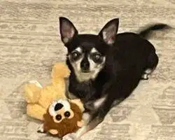 Chihuahuas For Adoption In Edmonton Ab